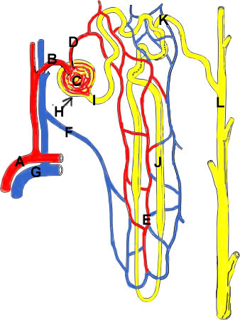 Normal nephron anatomy