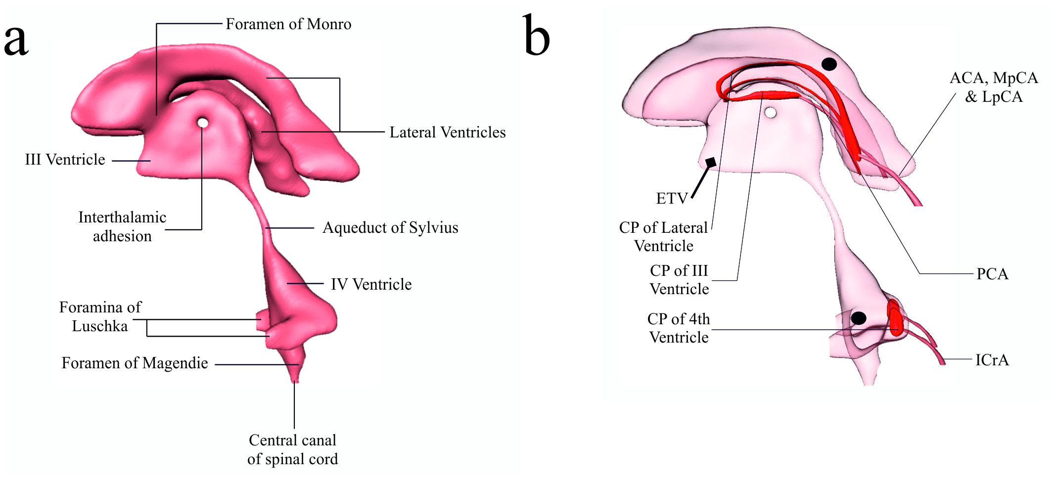 Cerebroventricular system: lateral, third and fourth ventricles with the foramen of Monro and aqueduct