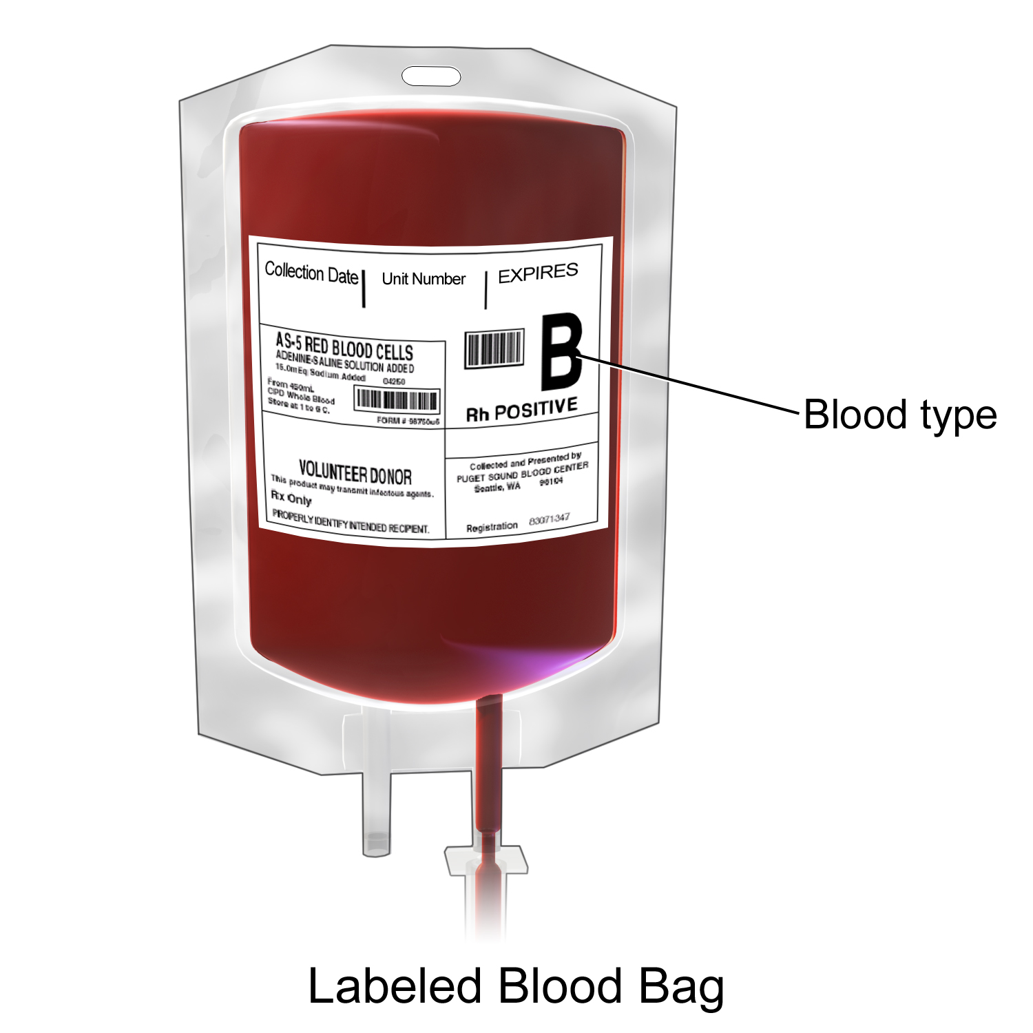 Illustrated blood bag label showing blood type, component, donor and manufacturer fields for bedside checking