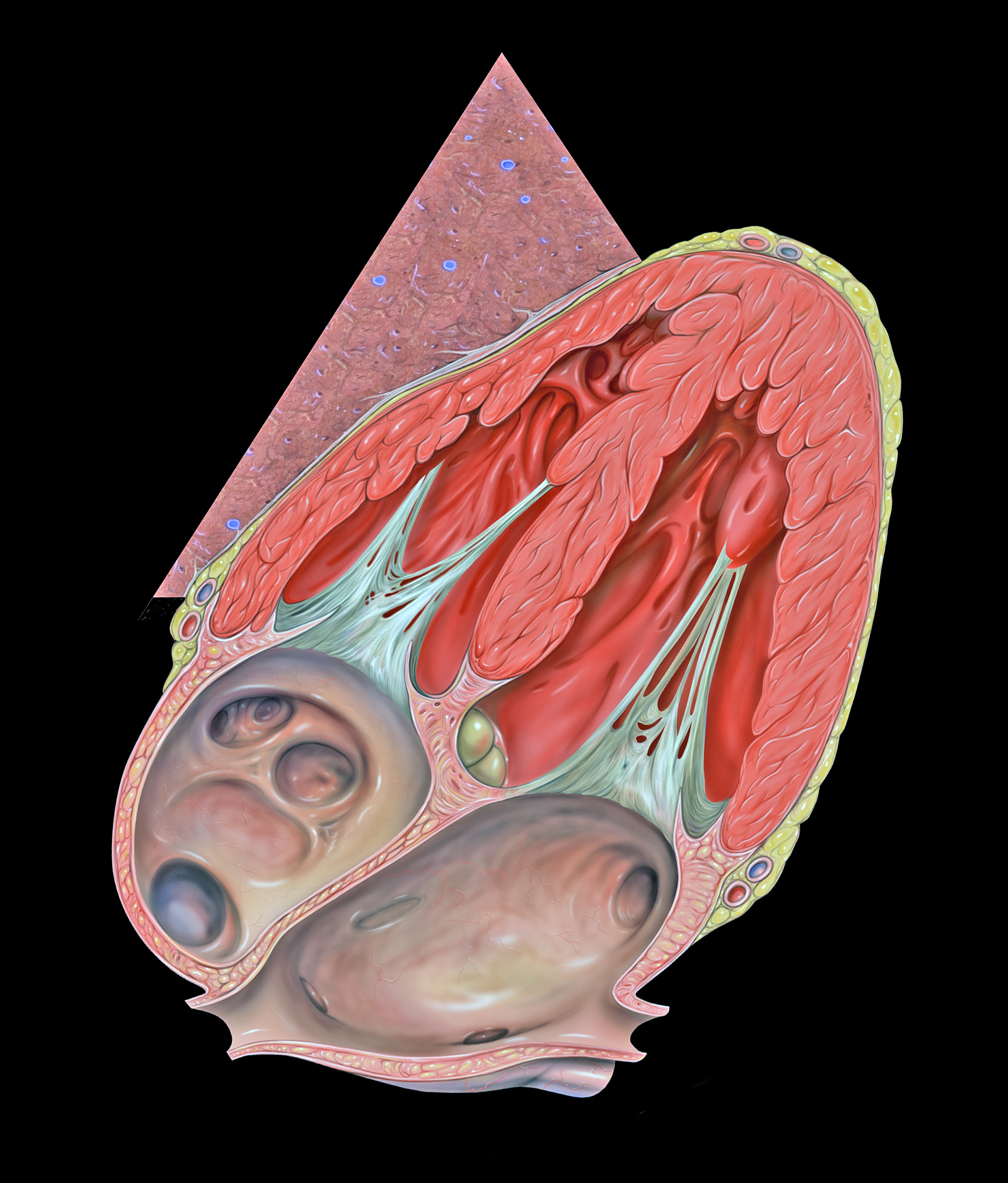 Anatomic illustration of the normal heart in the subcostal echocardiography view with four chambers and valves