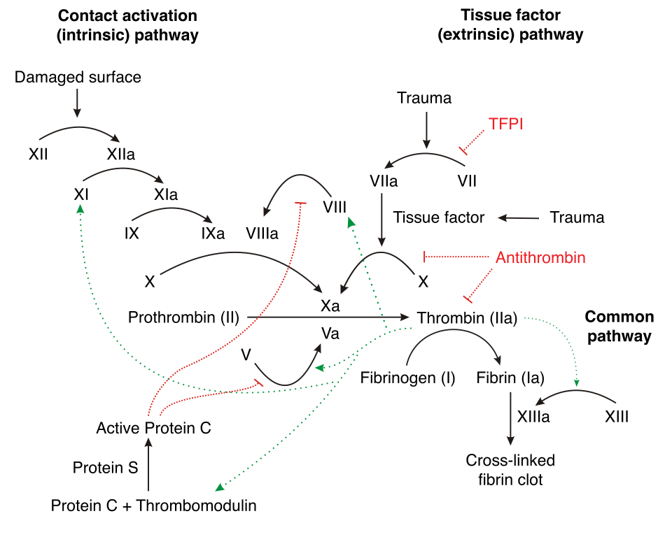 Coagulation cascade: contact (intrinsic) pathway XII to VIII, tissue factor pathway, and common pathway X to fibrin