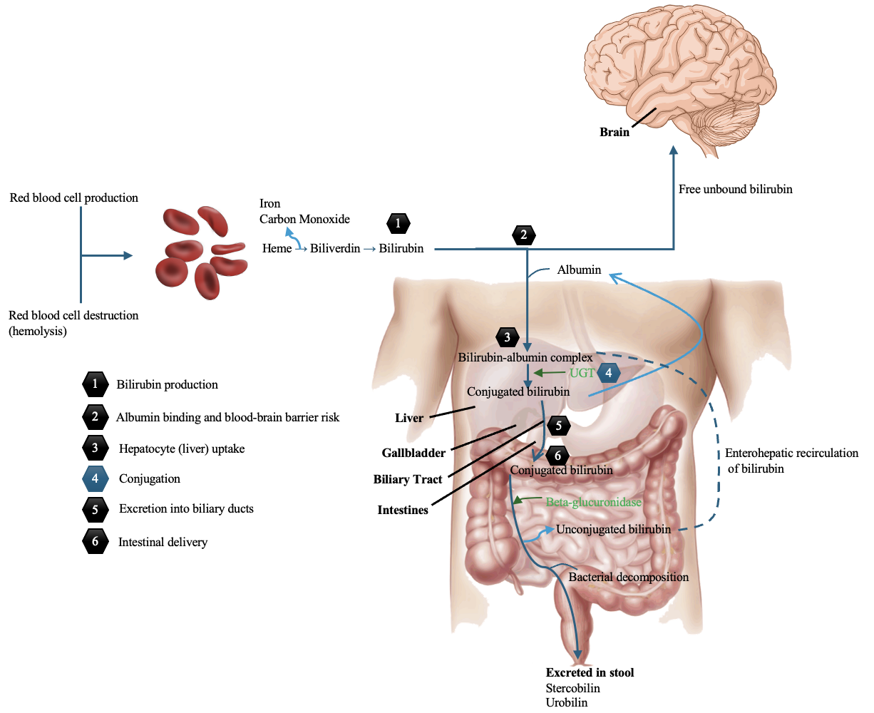 Diagram of heme breakdown to bilirubin, albumin binding, liver conjugation, biliary excretion and enterohepatic recirculation