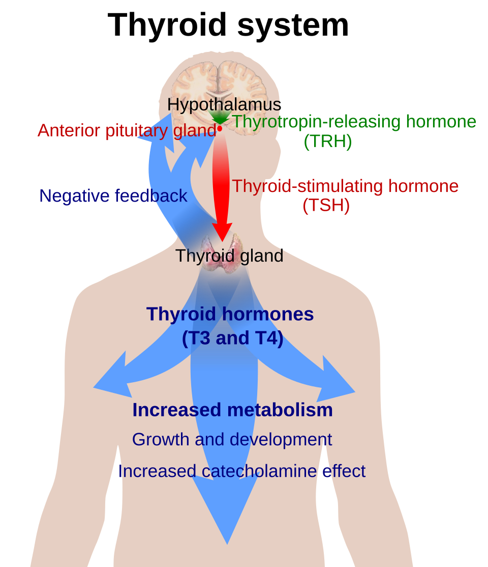 Thyroid axis: hypothalamic TRH drives pituitary TSH, which drives thyroid T3 and T4 release, with negative feedback