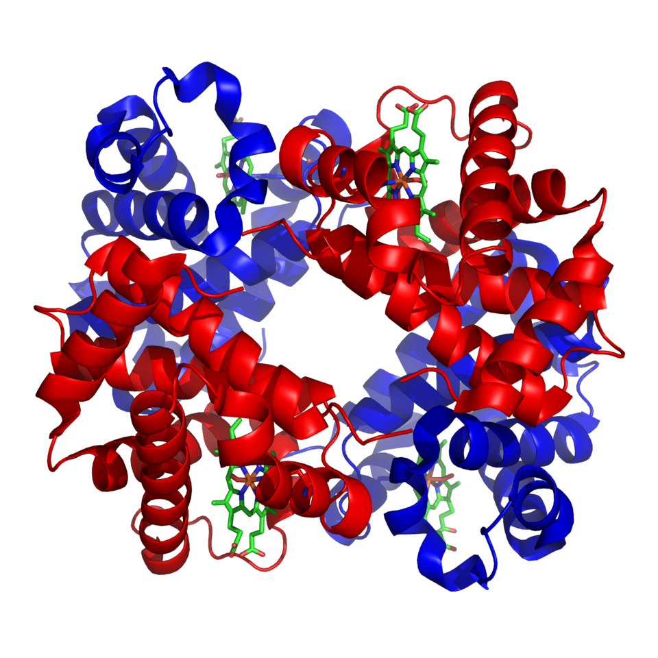 Ribbon model of adult hemoglobin: four globin chains in red and blue, each holding a green heme group with its iron atom
