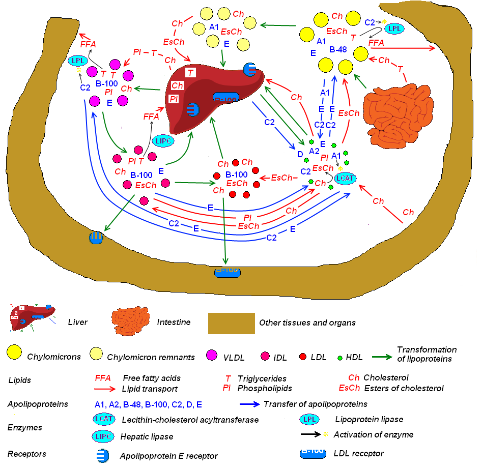 Lipoprotein metabolism diagram: chylomicrons and VLDL become remnants, IDL and LDL; HDL returns cholesterol to the liver