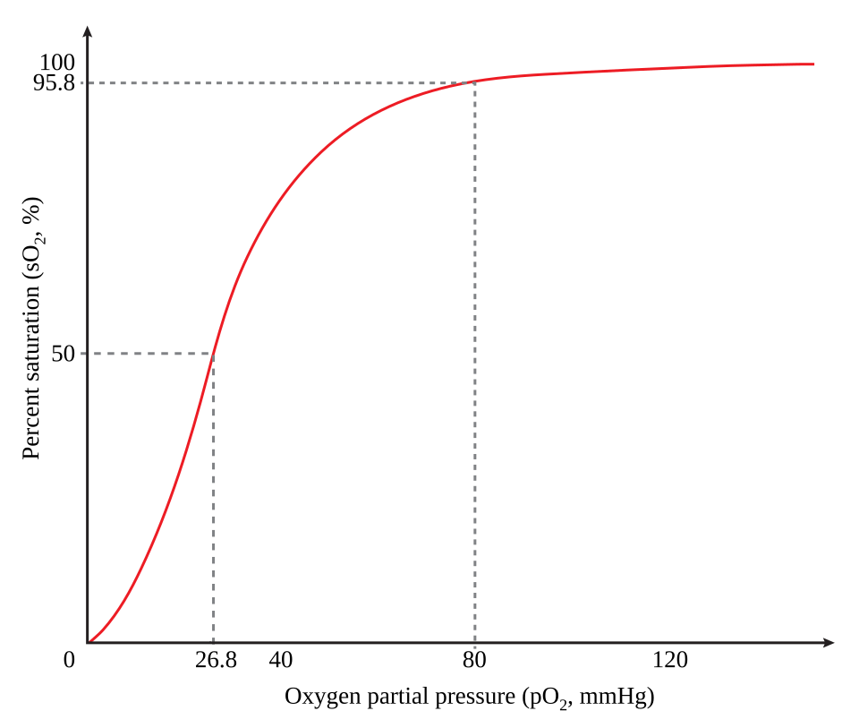 Oxyhemoglobin dissociation curve: 50% saturation at 26.8 mmHg and 95.8% at 80 mmHg PO2