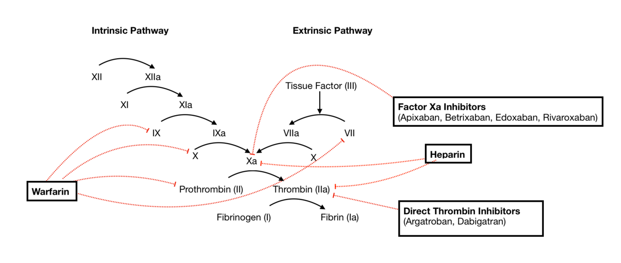 Coagulation cascade: factor Xa inhibitors block factor Xa; dabigatran blocks thrombin (IIa)