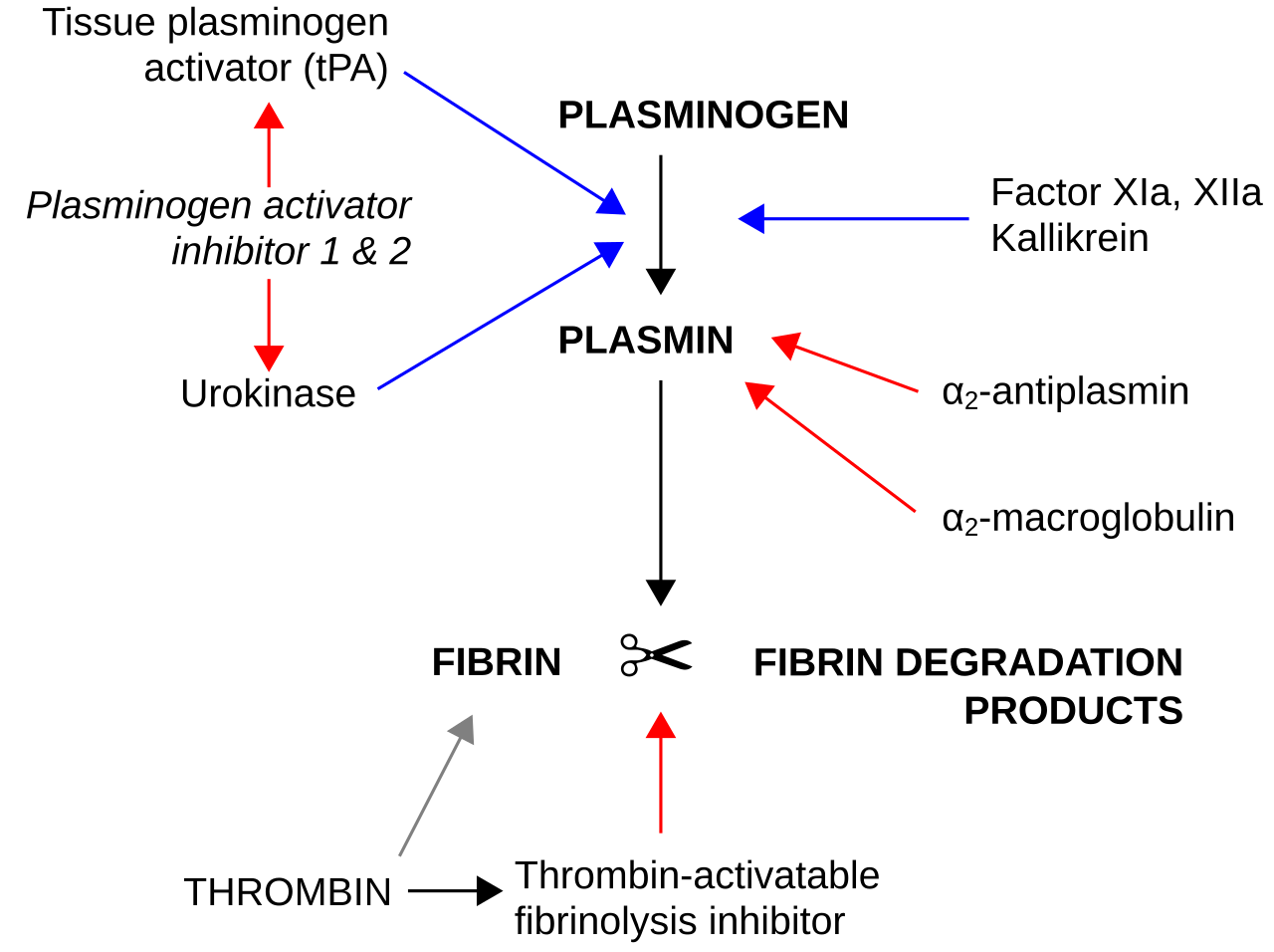 Fibrinolysis pathway: tPA turns plasminogen into plasmin, which cuts fibrin; inhibitors oppose the process