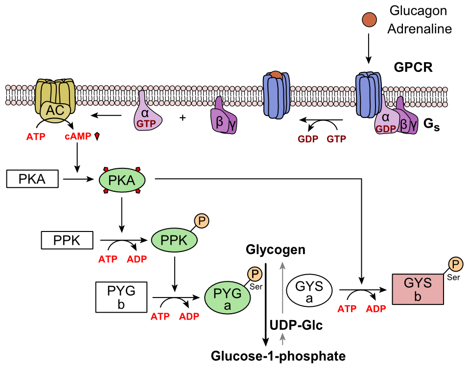 Glucagon pathway: Gs, adenylyl cyclase, cAMP, PKA, phosphorylase kinase, glycogen phosphorylase; PKA blocks glycogen synthase