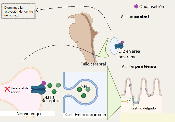 Diagram: ondansetron blocking 5-HT3 receptors on vagal nerve endings in the gut and in the area postrema