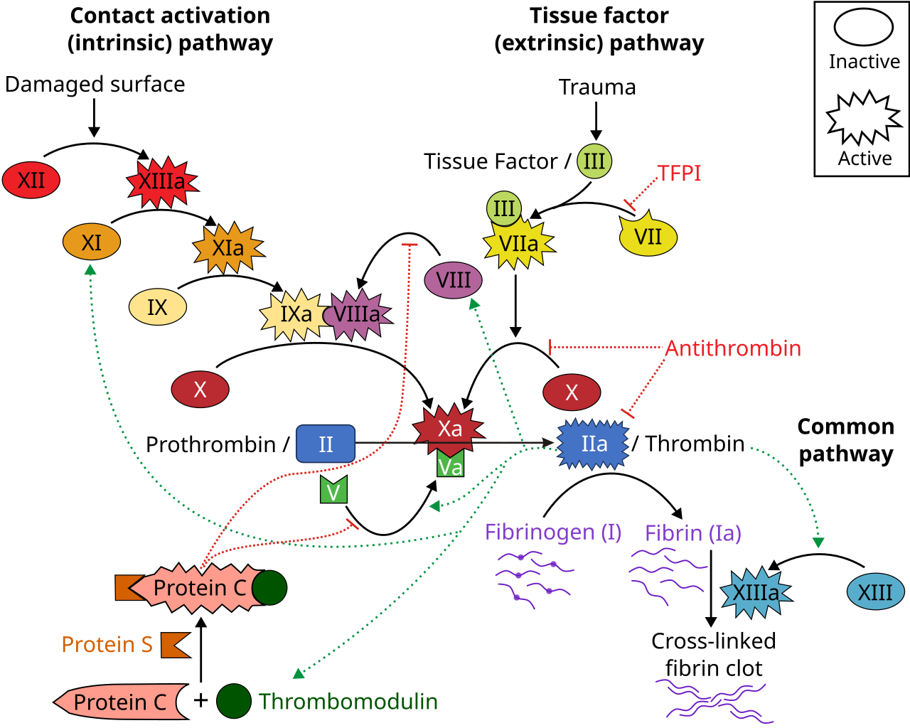 Coagulation cascade diagram with factors II, VII, IX and X, and proteins C and S, the factors 4F-PCC supplies