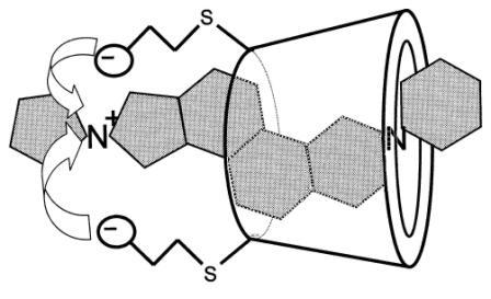 Diagram: rocuronium steroid core held inside the sugammadex ring, carboxyl groups attracting its positive nitrogen