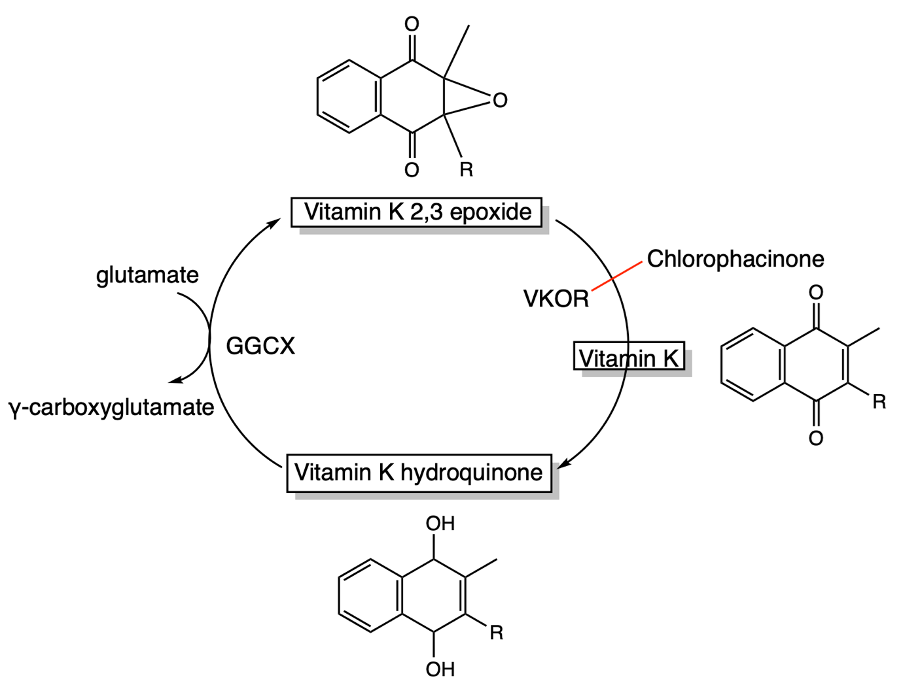 Vitamin K cycle: GGCX carboxylates glutamate, VKOR recycles vitamin K epoxide and is blocked by the indandione rodenticide chlorophacinone